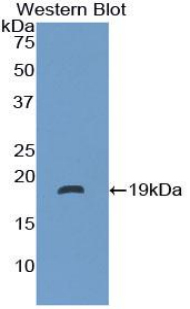 NTS / NT / Neurotensin Antibody - Western blot of recombinant NTS / NT / Neurotensin.