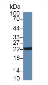 NTS / NT / Neurotensin Antibody - Western Blot; Sample: Mouse Small intestine lysate; Primary Ab: 5µg/ml Rabbit Anti-Human NT Antibody Second Ab: 0.2µg/mL HRP-Linked Caprine Anti-Rabbit IgG Polyclonal Antibody