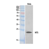 NTS / NT / Neurotensin Antibody - Western Blot analysis of extracts from HeLa, HepG2 cells using NTS Antibody.