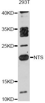 NTS / NT / Neurotensin Antibody - Western blot analysis of extracts of 293T cells, using NTS antibody at 1:3000 dilution. The secondary antibody used was an HRP Goat Anti-Rabbit IgG (H+L) at 1:10000 dilution. Lysates were loaded 25ug per lane and 3% nonfat dry milk in TBST was used for blocking. An ECL Kit was used for detection and the exposure time was 90s.