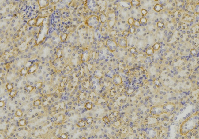 NTS / NT / Neurotensin Antibody - 1:100 staining mouse kidney tissue by IHC-P. The sample was formaldehyde fixed and a heat mediated antigen retrieval step in citrate buffer was performed. The sample was then blocked and incubated with the antibody for 1.5 hours at 22°C. An HRP conjugated goat anti-rabbit antibody was used as the secondary.