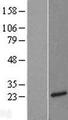 NTS / NT / Neurotensin Protein - Western validation with an anti-DDK antibody * L: Control HEK293 lysate R: Over-expression lysate