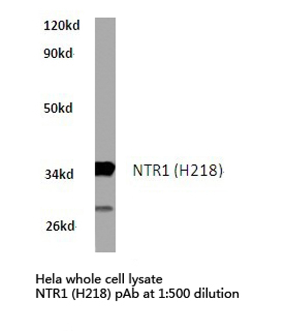 NTSR1 / NTR Antibody - Western blot of NTR1 (H218) pAb in extracts from HeLa cells.