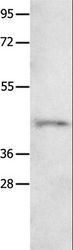 NTSR1 / NTR Antibody - Western blot analysis of 231 cell, using NTSR1 Polyclonal Antibody at dilution of 1:800.