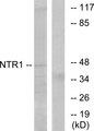 NTSR1 / NTR Antibody - Western blot analysis of extracts from Jurkat cells, using NTR1 antibody.