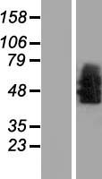 NTSR1 / NTR Protein - Western validation with an anti-DDK antibody * L: Control HEK293 lysate R: Over-expression lysate