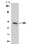 NTSR2 / NTR2 Antibody - Western blot analysis of the lysates from HeLa cells using NTR2 antibody.