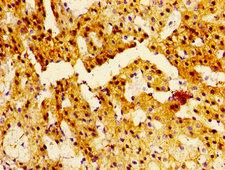 NTSR2 / NTR2 Antibody - Immunohistochemistry image of paraffin-embedded human adrenal gland tissue at a dilution of 1:100