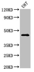 NTSR2 / NTR2 Antibody - Positive Western Blot detected in U87 whole cell lysate. All lanes: NTSR2 antibody at 3.2 µg/ml Secondary Goat polyclonal to rabbit IgG at 1/50000 dilution. Predicted band size: 46 KDa. Observed band size: 46 KDa