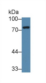 NUAK1 / ARK5 Antibody - Western Blot; Sample: Mouse Cerebrum lysate; Primary Ab: 1µg/ml Rabbit Anti-Mouse NUAK1 Antibody Second Ab: 0.2µg/mL HRP-Linked Caprine Anti-Rabbit IgG Polyclonal Antibody