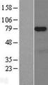 NUAK1 / ARK5 Protein - Western validation with an anti-DDK antibody * L: Control HEK293 lysate R: Over-expression lysate