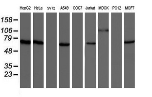 NUB1 Antibody - Western blot of extracts (35 ug) from 9 different cell lines by using g anti-NUB1 monoclonal antibody (HepG2: human; HeLa: human; SVT2: mouse; A549: human; COS7: monkey; Jurkat: human; MDCK: canine; PC12: rat; MCF7: human).