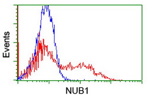 NUB1 Antibody - HEK293T cells transfected with either overexpress plasmid (Red) or empty vector control plasmid (Blue) were immunostained by anti-NUB1 antibody, and then analyzed by flow cytometry.