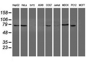 NUB1 Antibody - Western blot of extracts (35 ug) from 9 different cell lines by using g anti-NUB1 monoclonal antibody (HepG2: human; HeLa: human; SVT2: mouse; A549: human; COS7: monkey; Jurkat: human; MDCK: canine; PC12: rat; MCF7: human).