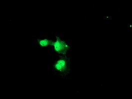 NUB1 Antibody - Anti-NUB1 mouse monoclonal antibody immunofluorescent staining of COS7 cells transiently transfected by pCMV6-ENTRY NUB1.