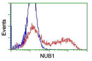 NUB1 Antibody - HEK293T cells transfected with either overexpress plasmid (Red) or empty vector control plasmid (Blue) were immunostained by anti-NUB1 antibody, and then analyzed by flow cytometry.