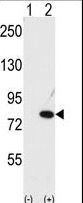 NUB1 Antibody - Western blot of NUB1 (arrow) using NYREN18 Antibody. 293 cell lysates (2 ug/lane) either nontransfected (Lane 1) or transiently transfected with the NUB1 gene (Lane 2) (Origene Technologies).
