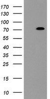 NUB1 Antibody - HEK293T cells were transfected with the pCMV6-ENTRY control (Left lane) or pCMV6-ENTRY NUB1 (Right lane) cDNA for 48 hrs and lysed. Equivalent amounts of cell lysates (5 ug per lane) were separated by SDS-PAGE and immunoblotted with anti-NUB1.