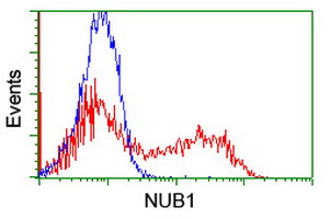 NUB1 Antibody - HEK293T cells transfected with either overexpress plasmid (Red) or empty vector control plasmid (Blue) were immunostained by anti-NUB1 antibody, and then analyzed by flow cytometry.
