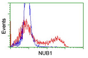 NUB1 Antibody - HEK293T cells transfected with either overexpress plasmid (Red) or empty vector control plasmid (Blue) were immunostained by anti-NUB1 antibody, and then analyzed by flow cytometry.