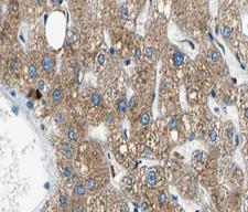 NUB1 Antibody - 1:100 staining human liver tissue by IHC-P. The tissue was formaldehyde fixed and a heat mediated antigen retrieval step in citrate buffer was performed. The tissue was then blocked and incubated with the antibody for 1.5 hours at 22°C. An HRP conjugated goat anti-rabbit antibody was used as the secondary.