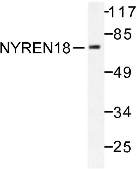 NUB1 Antibody - Western blot of NYREN18 (Y601) pAb in extracts from COS7 cells.