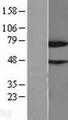 NUB1 Protein - Western validation with an anti-DDK antibody * L: Control HEK293 lysate R: Over-expression lysate