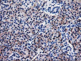NUBPL Antibody - IHC of paraffin-embedded Human pancreas tissue using anti-NUBPL mouse monoclonal antibody. (Heat-induced epitope retrieval by 10mM citric buffer, pH6.0, 100C for 10min).