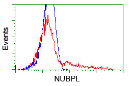 NUBPL Antibody - HEK293T cells transfected with either overexpress plasmid (Red) or empty vector control plasmid (Blue) were immunostained by anti-NUBPL antibody, and then analyzed by flow cytometry.