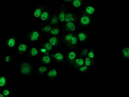 NUBPL Antibody - Anti-NUBPL mouse monoclonal antibody immunofluorescent staining of COS7 cells transiently transfected by pCMV6-ENTRY NUBPL.