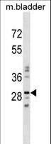 NUBPL Antibody - NUBPL Antibody western blot of mouse bladder tissue lysates (35 ug/lane). The NUBPL antibody detected the NUBPL protein (arrow).