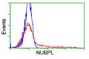 NUBPL Antibody - HEK293T cells transfected with either overexpress plasmid (Red) or empty vector control plasmid (Blue) were immunostained by anti-NUBPL antibody, and then analyzed by flow cytometry.