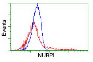NUBPL Antibody - HEK293T cells transfected with either overexpress plasmid (Red) or empty vector control plasmid (Blue) were immunostained by anti-NUBPL antibody, and then analyzed by flow cytometry.