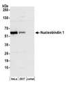 NUCB1 / Nucleobindin Antibody - Detection of human Nucleobindin 1 by western blot. Samples: Whole cell lysate (50 µg) from HeLa, HEK293T, and Jurkat cells prepared using NETN lysis buffer. Antibody: Affinity purified rabbit anti-Nucleobindin 1 antibody used for WB at 0.1 µg/ml. Detection: Chemiluminescence with an exposure time of 30 seconds.