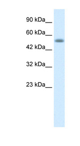 NUCB1 / Nucleobindin Antibody - NUCB1 antibody Western blot of HepG2 cell lysate. This image was taken for the unconjugated form of this product. Other forms have not been tested.