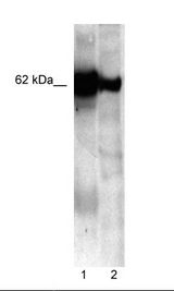 NUCB1 / Nucleobindin Antibody - 1. IP of HeLa Cell Lysate, 2. HeLa Cell Lysate.  This image was taken for the unconjugated form of this product. Other forms have not been tested.