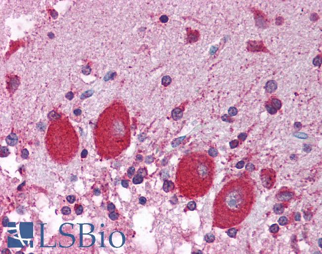 NUCB1 / Nucleobindin Antibody - Anti-NUCB1 antibody IHC of human brain, cerebellum. Immunohistochemistry of formalin-fixed, paraffin-embedded tissue after heat-induced antigen retrieval. Antibody concentration 5 ug/ml.  This image was taken for the unconjugated form of this product. Other forms have not been tested.