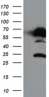 NUCB1 / Nucleobindin Antibody - HEK293T cells were transfected with the pCMV6-ENTRY control (Left lane) or pCMV6-ENTRY NUCB1 (Right lane) cDNA for 48 hrs and lysed. Equivalent amounts of cell lysates (5 ug per lane) were separated by SDS-PAGE and immunoblotted with anti-NUCB1.