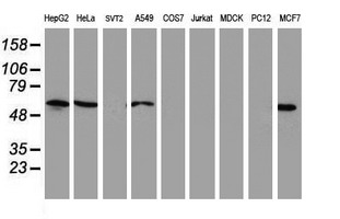 NUCB1 / Nucleobindin Antibody - Western blot of extracts (35ug) from 9 different cell lines by using anti-NUCB1 monoclonal antibody (HepG2: human; HeLa: human; SVT2: mouse; A549: human; COS7: monkey; Jurkat: human; MDCK: canine; PC12: rat; MCF7: human).