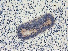 NUCB1 / Nucleobindin Antibody - IHC of paraffin-embedded Human endometrium tissue using anti-NUCB1 mouse monoclonal antibody.