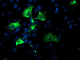 NUCB1 / Nucleobindin Antibody - Anti-NUCB1 mouse monoclonal antibody immunofluorescent staining of COS7 cells transiently transfected by pCMV6-ENTRY NUCB1.