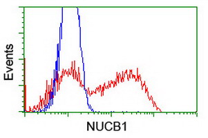 NUCB1 / Nucleobindin Antibody - HEK293T cells transfected with either overexpress plasmid (Red) or empty vector control plasmid (Blue) were immunostained by anti-NUCB1 antibody, and then analyzed by flow cytometry.