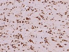 NUCB1 / Nucleobindin Antibody - Immunochemical staining of human NUCB1 in human brain with rabbit polyclonal antibody at 1:100 dilution, formalin-fixed paraffin embedded sections.
