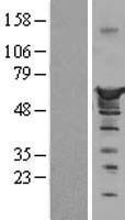 NUCB1 / Nucleobindin Protein - Western validation with an anti-DDK antibody * L: Control HEK293 lysate R: Over-expression lysate