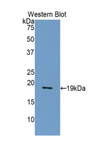 NUCB2 / Nucleobindin 2 Antibody - Western blot of recombinant NUCB2 / Nucleobindin 2.  This image was taken for the unconjugated form of this product. Other forms have not been tested.