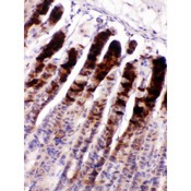 NUCB2 / Nucleobindin 2 Antibody - Nucleobindin 2 was detected in paraffin-embedded sections of mouse gaster tissues using rabbit anti- Nucleobindin 2 Antigen Affinity purified polyclonal antibody at 1 ug/mL. The immunohistochemical section was developed using SABC method.