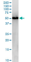 NUCB2 / Nucleobindin 2 Antibody - NUCB2 monoclonal antibody (M03), clone 6H4. Western Blot analysis of NUCB2 expression in HepG2.