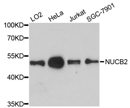 NUCB2 / Nucleobindin 2 Antibody - Western blot analysis of extracts of various cell lines, using NUCB2 antibody at 1:3000 dilution. The secondary antibody used was an HRP Goat Anti-Rabbit IgG (H+L) at 1:10000 dilution. Lysates were loaded 25ug per lane and 3% nonfat dry milk in TBST was used for blocking. An ECL Kit was used for detection and the exposure time was 90s.