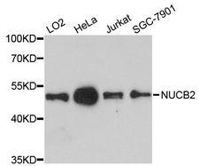 NUCB2 / Nucleobindin 2 Antibody - Western blot analysis of extracts of various cell lines, using NUCB2 antibody at 1:3000 dilution. The secondary antibody used was an HRP Goat Anti-Rabbit IgG (H+L) at 1:10000 dilution. Lysates were loaded 25ug per lane and 3% nonfat dry milk in TBST was used for blocking. An ECL Kit was used for detection and the exposure time was 90s.