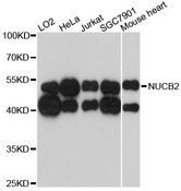 NUCB2 / Nucleobindin 2 Antibody - Western blot analysis of extracts of HeLa cells, using NUCB2 antibody at 1:3000 dilution. The secondary antibody used was an HRP Goat Anti-Rabbit IgG (H+L) at 1:10000 dilution. Lysates were loaded 25ug per lane and 3% nonfat dry milk in TBST was used for blocking. An ECL Kit was used for detection and the exposure time was 90s.